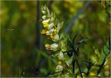 Rhinanthus aestivalis. Верхушка цветущего растения. Московская обл., Раменский р-н, окр. ж.-д. платформы Хрипань, просека под ЛЭП, разнотравье. 01.07.2024.