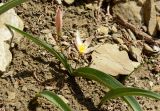 Tulipa jacquesii