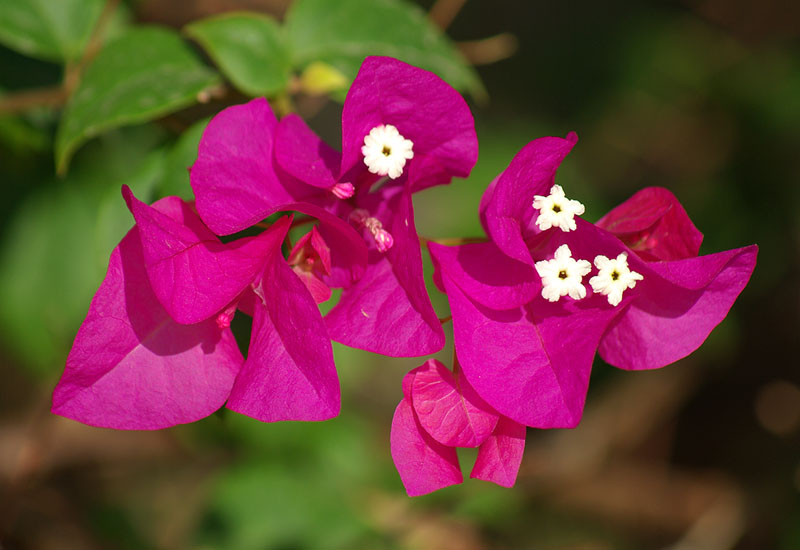 Изображение особи род Bougainvillea.