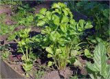 Apium graveolens. Молодые вегетирующие растения. Московская обл., Раменский р-н, окр. дер. Хрипань, садовый участок. 16.06.2024.