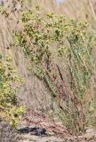 Euphorbia paralias