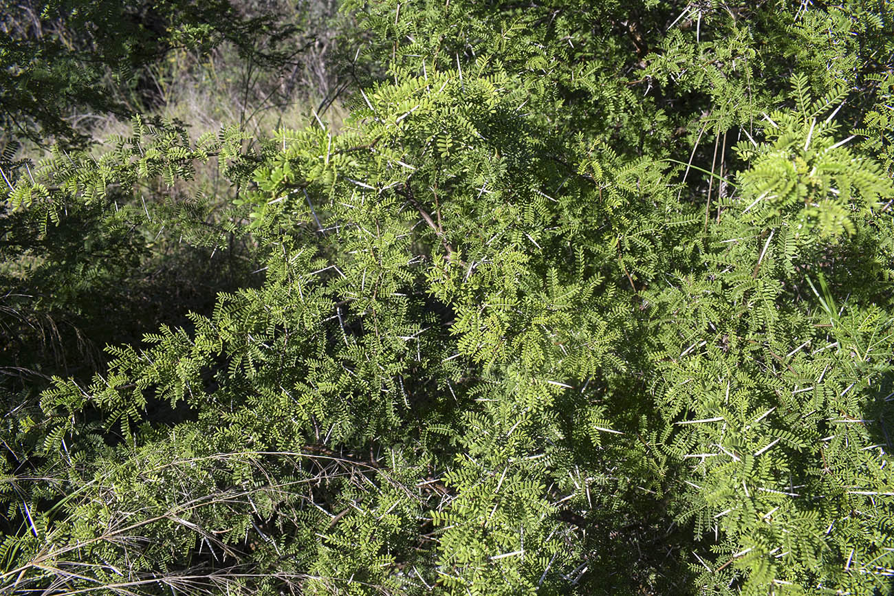 Image of Vachellia karroo specimen.