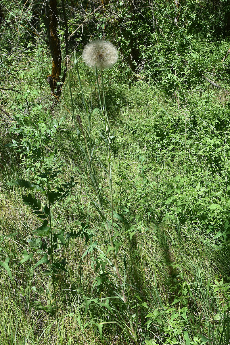 Image of Tragopogon orientalis specimen.