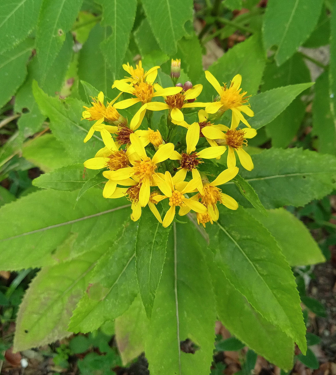 Изображение особи Senecio propinquus.