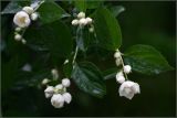 Philadelphus coronarius