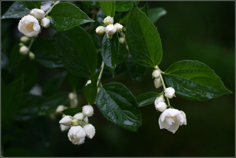 Изображение особи Philadelphus coronarius.