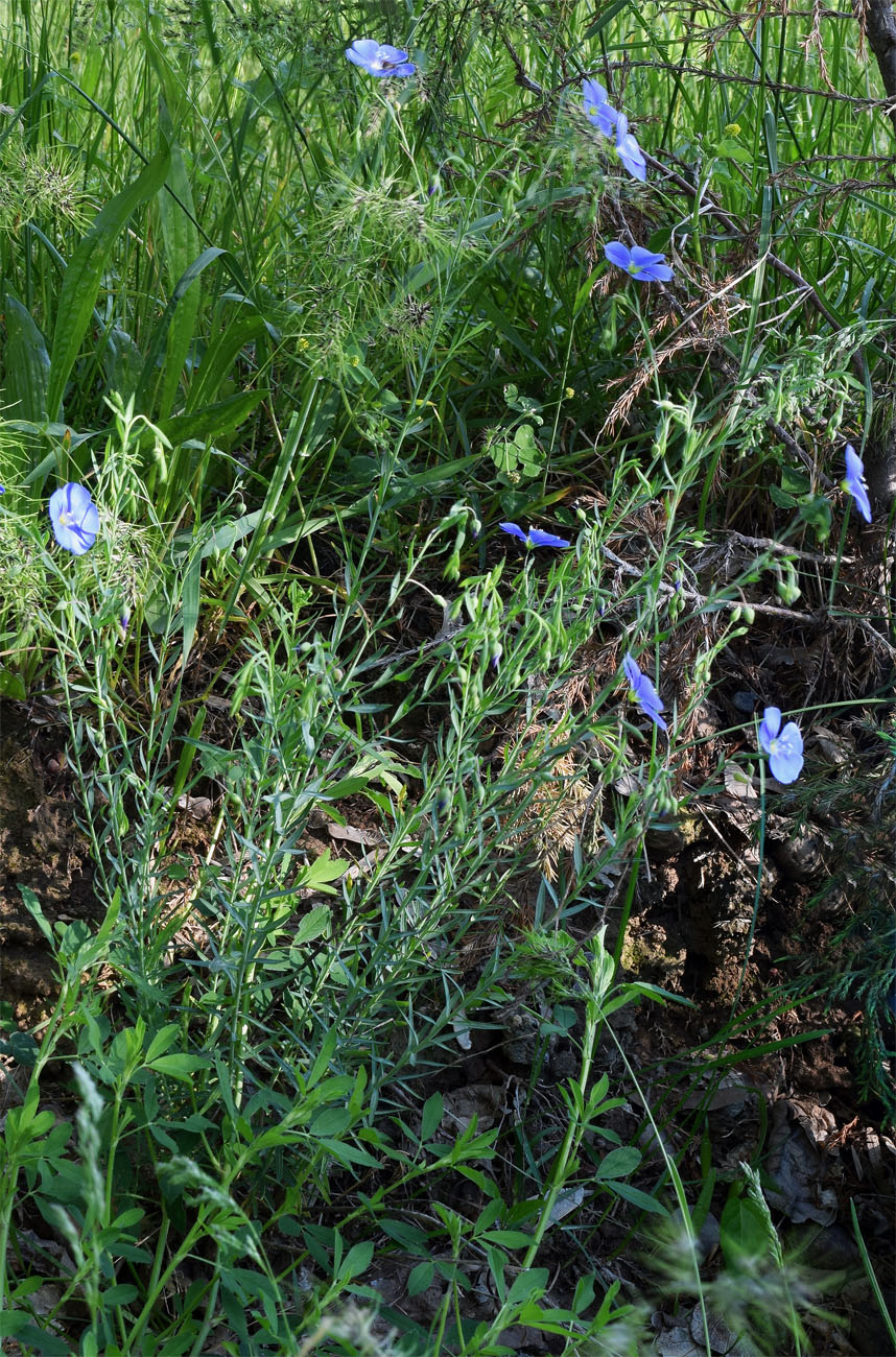 Image of genus Linum specimen.