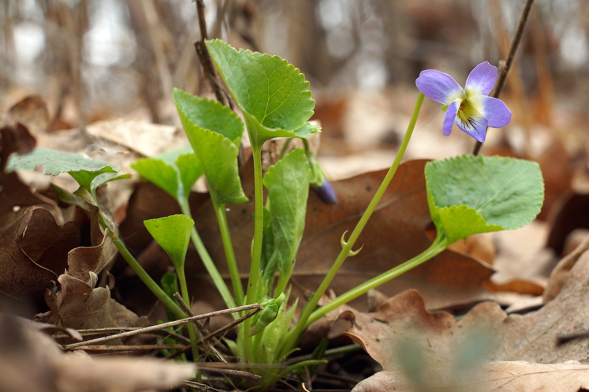 Image of genus Viola specimen.