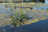 Sagittaria sagittifolia. Плодоносящие растения в сообществе с Potamogeton. Беларусь, г. Витебск, дол. р. Западная Двина выше устья р. Витьба, прибрежное мелководье. 25.08.2024.