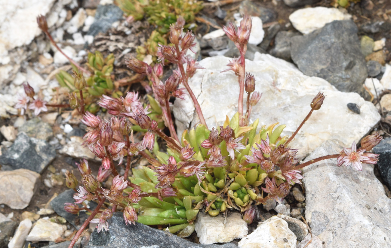 Изображение особи Rosularia alpestris.
