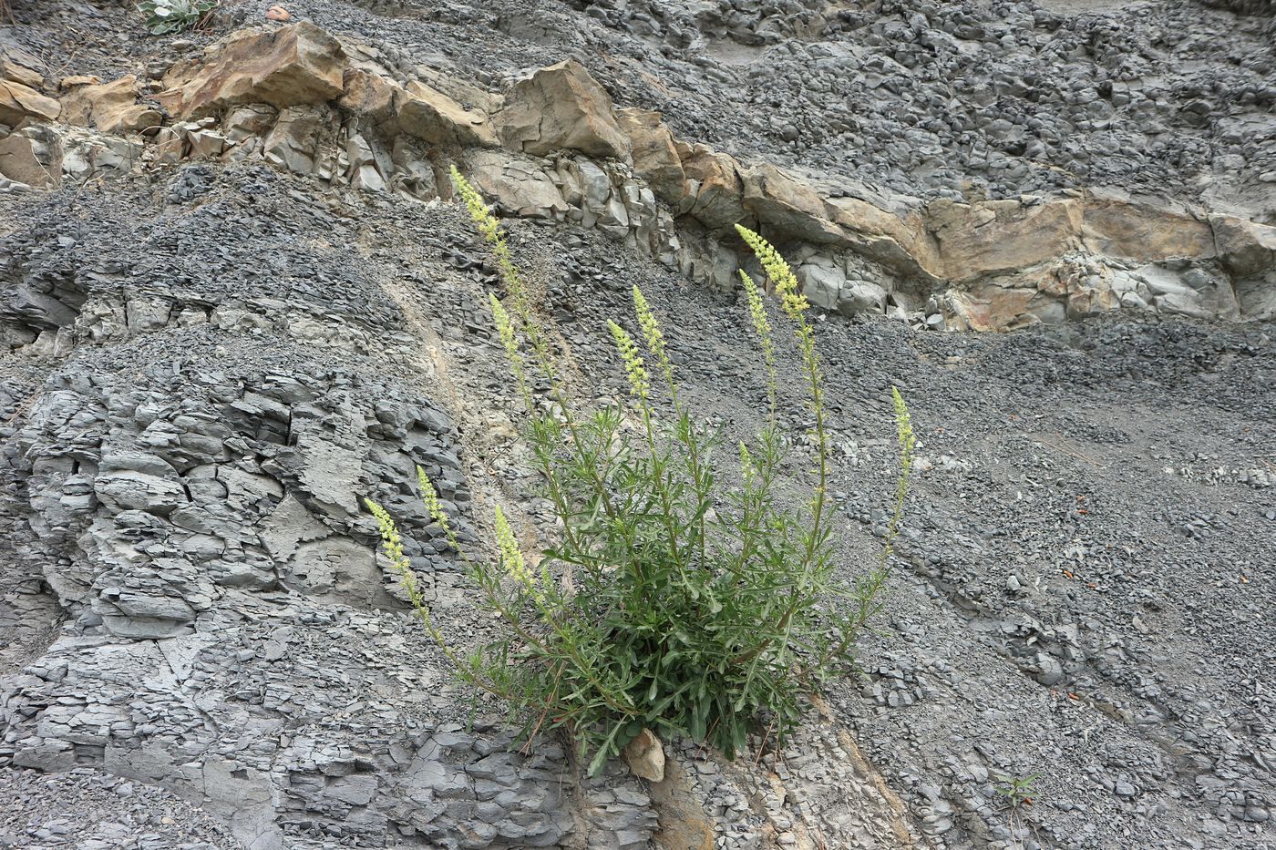 Image of Reseda lutea specimen.