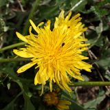 genus Taraxacum. Цветок. Хабаровский край, окр. г. Комсомольск-на-Амуре, обочина грунтовой дороги. 19.05.2025.