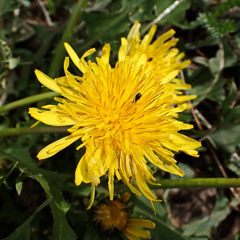 Изображение особи Taraxacum sinicum.