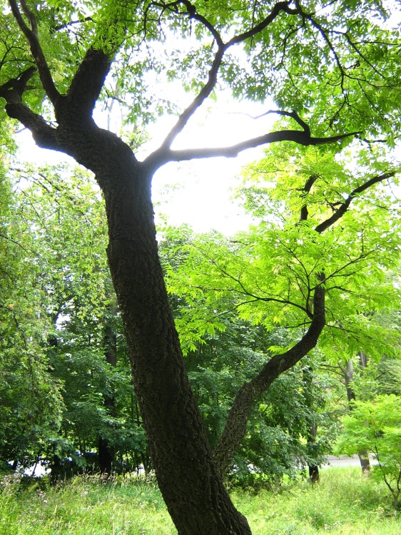 Image of Phellodendron amurense specimen.