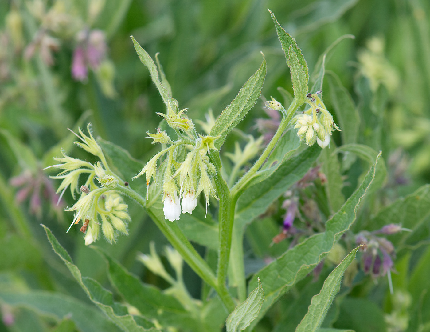 Image of Symphytum officinale specimen.