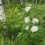Spiraea flexuosa