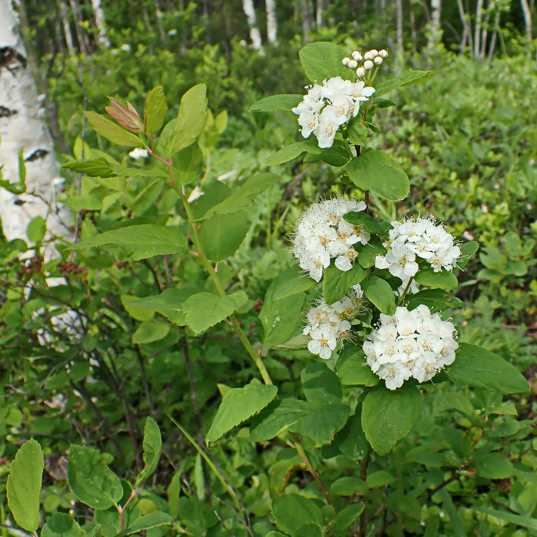 Изображение особи Spiraea flexuosa.
