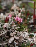 Loiseleuria procumbens