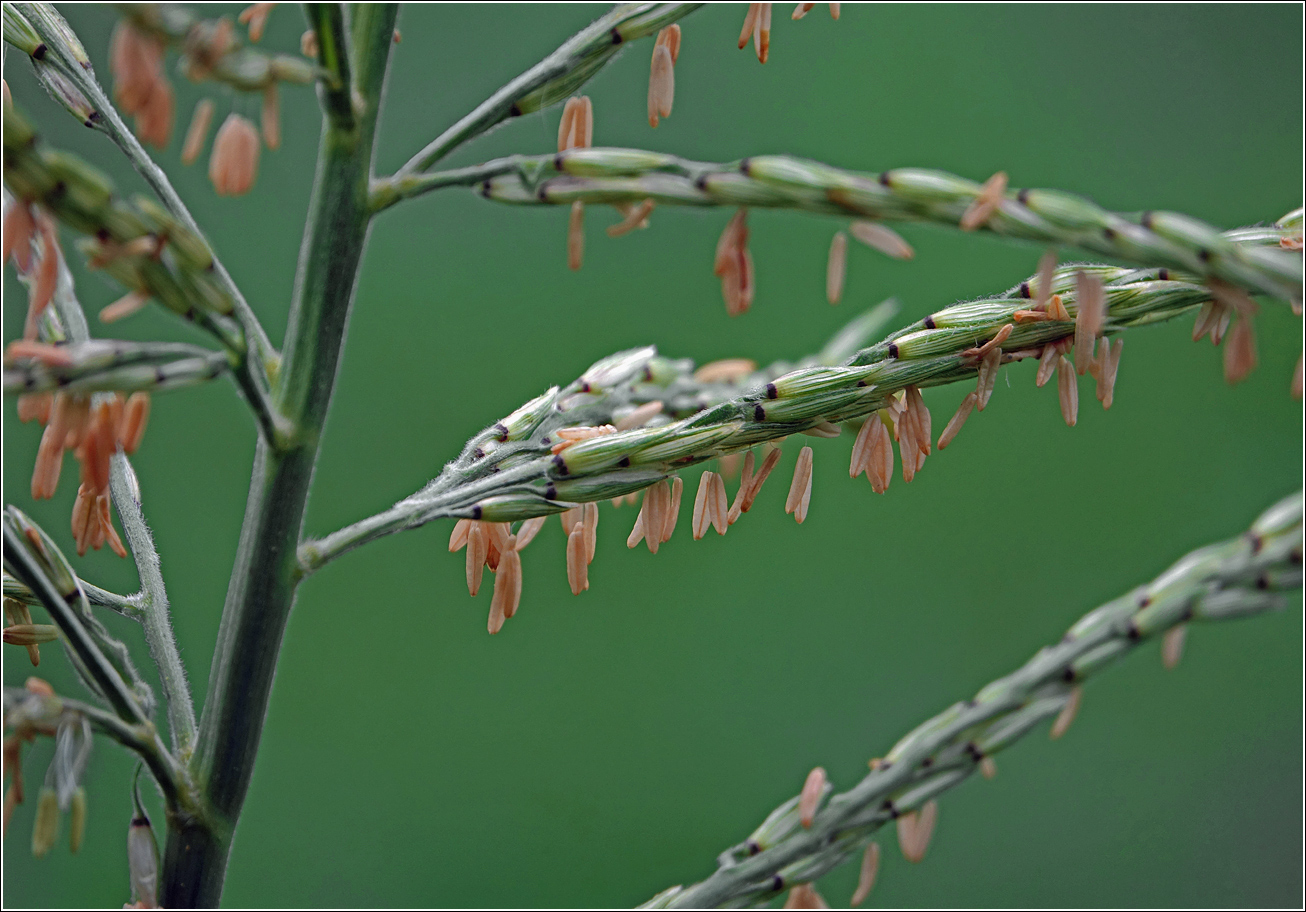 Image of Zea mays specimen.