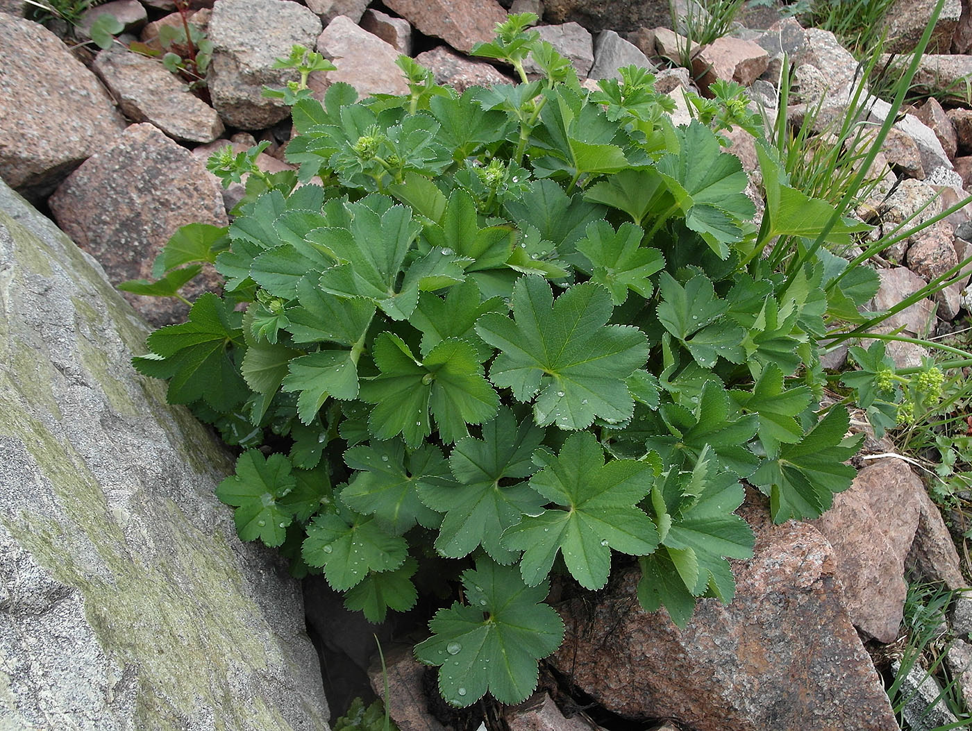 Изображение особи род Alchemilla.