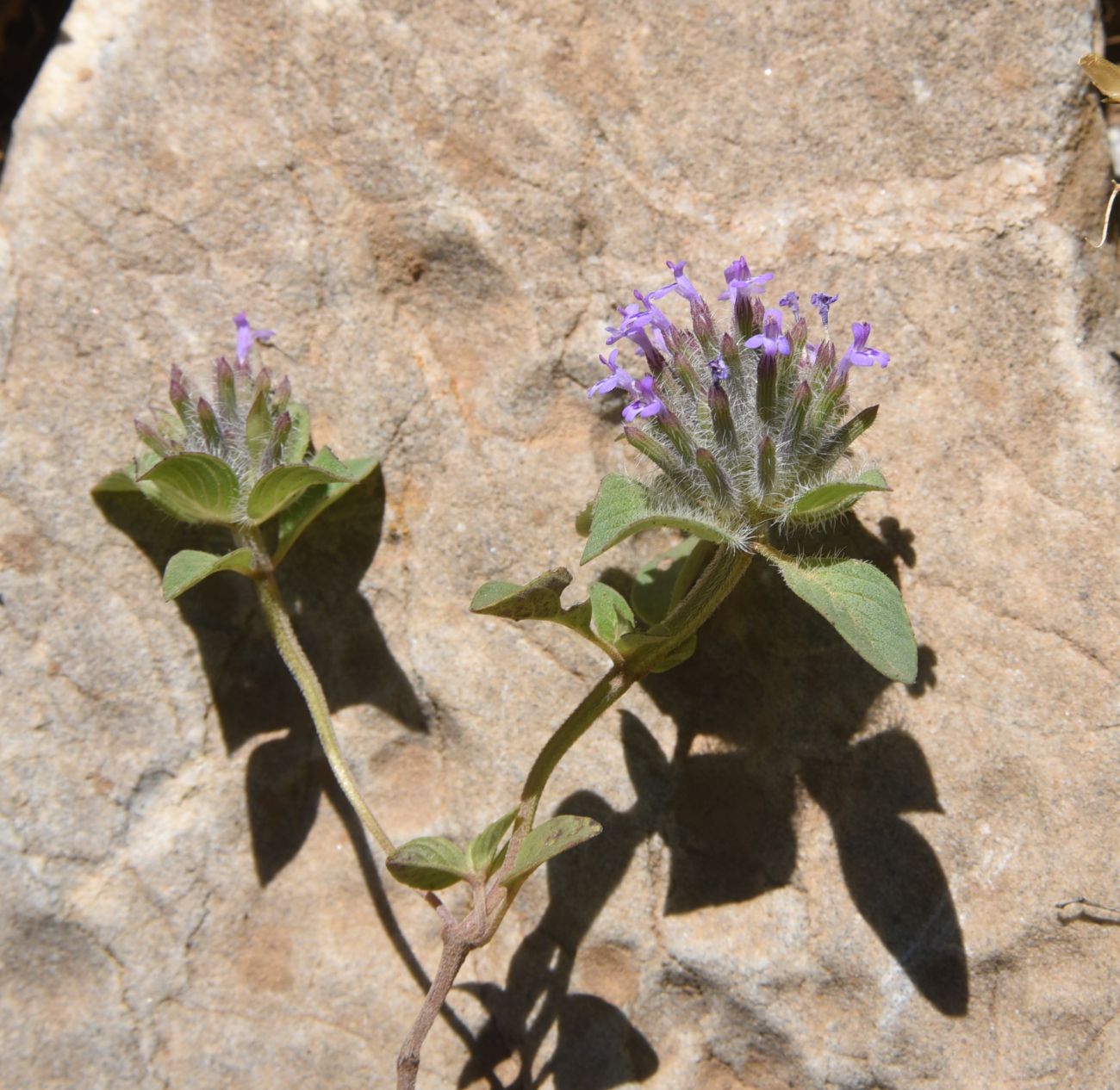Image of Ziziphora capitata specimen.