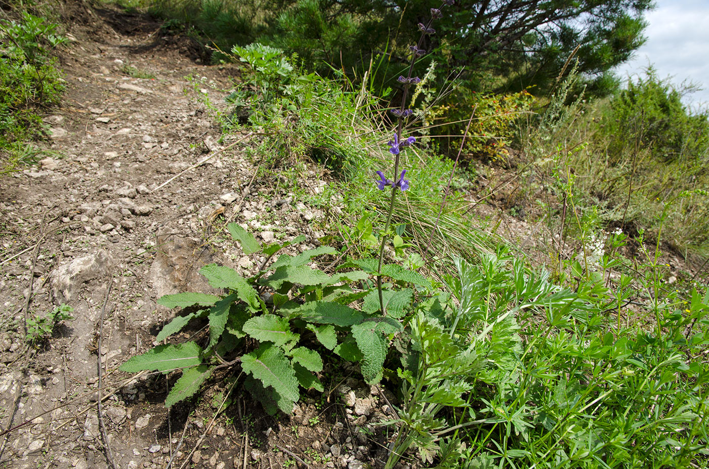 Image of Salvia stepposa specimen.
