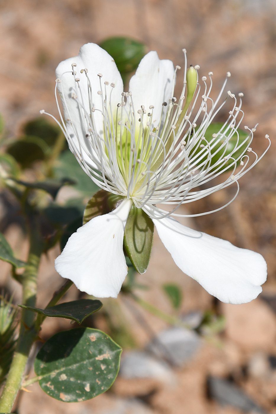Изображение особи Capparis herbacea.
