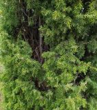 Смотреть изображение род Juniperus