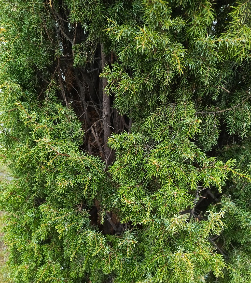 Изображение особи род Juniperus.