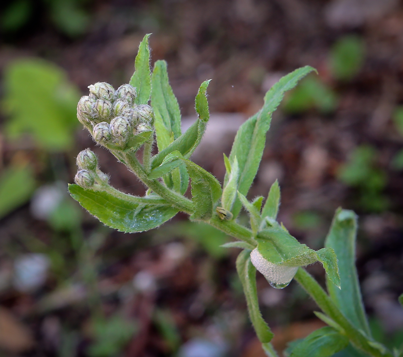 Image of familia Asteraceae specimen.