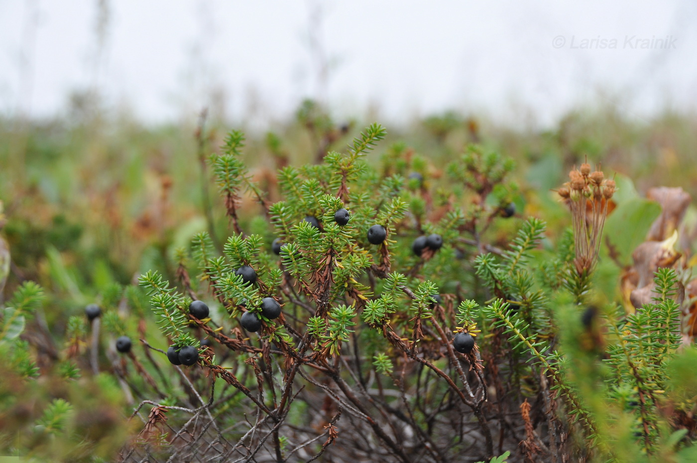 Изображение особи Empetrum nigrum.