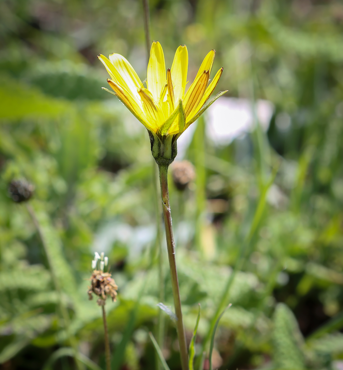 Изображение особи Tragopogon reticulatus.