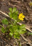 Ranunculus sulphureus