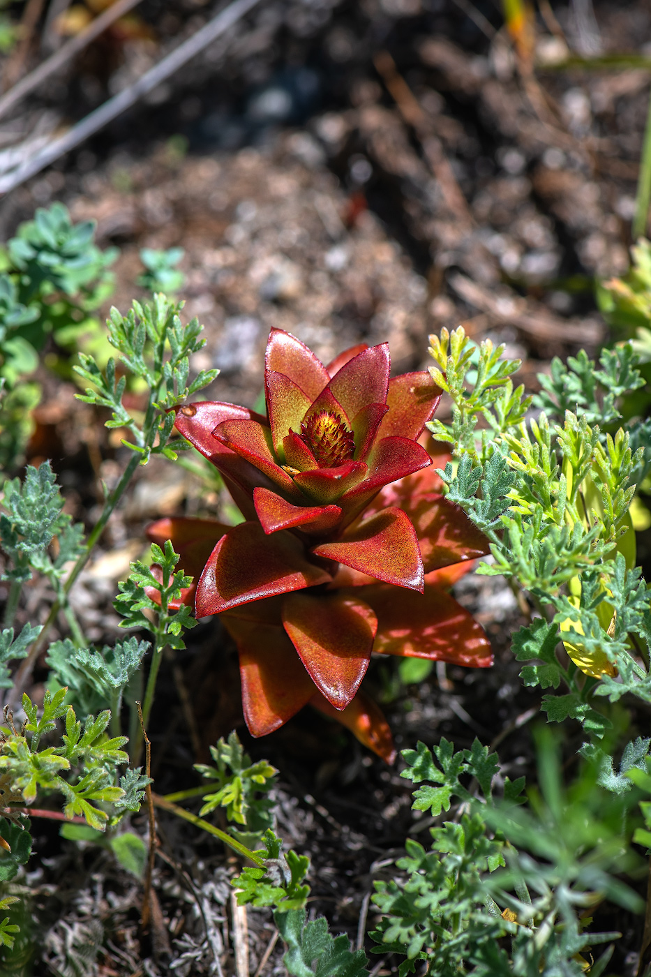 Изображение особи Orostachys malacophylla.