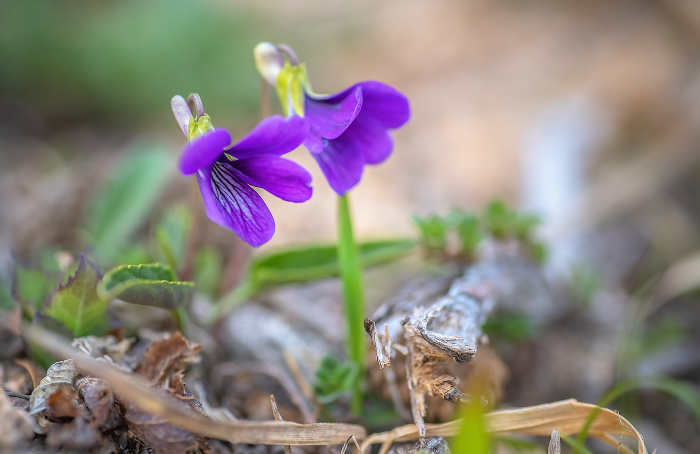 Изображение особи Viola mandshurica.