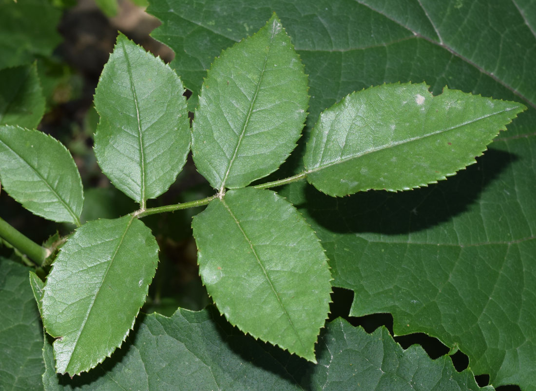 Изображение особи род Rosa.