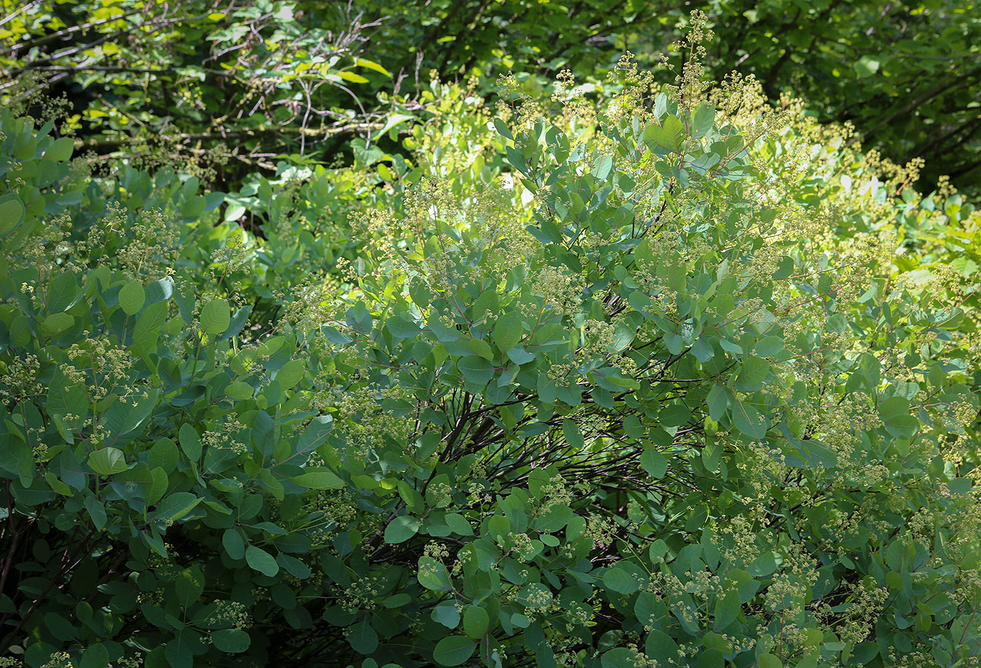 Image of Cotinus coggygria specimen.