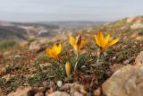 Crocus angustifolius. Цветущие растения. Крым, Севастополь, Балаклава, гора Кефало-Вриси, петрофитная степь. 21.02.2026.