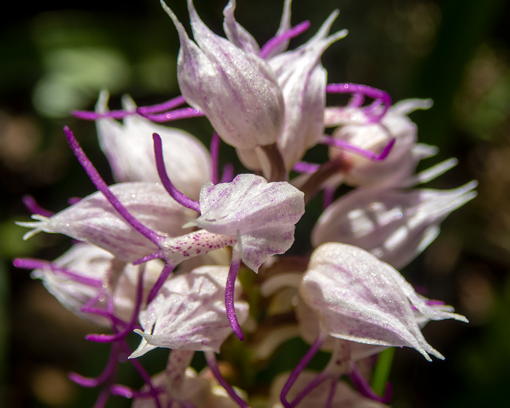 Image of Orchis simia specimen.