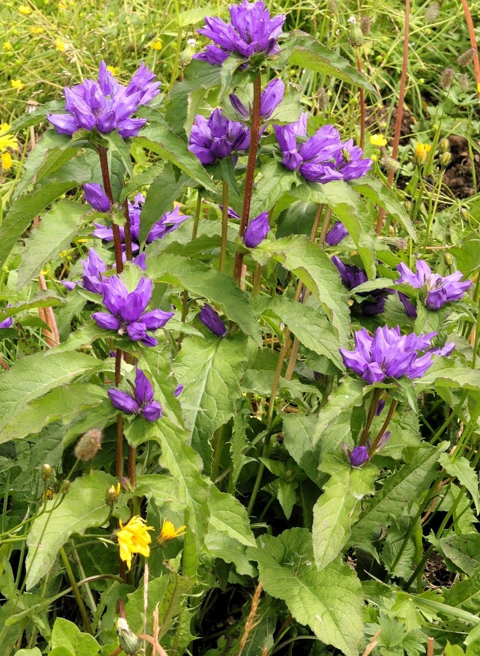 Изображение особи Campanula cephalotes.