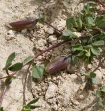 View full-size image genus Lotus