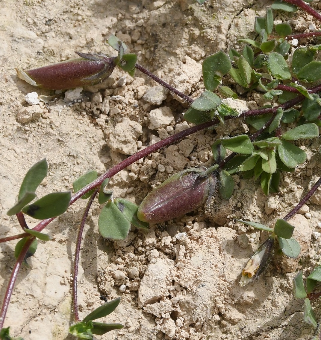 Image of genus Lotus specimen.