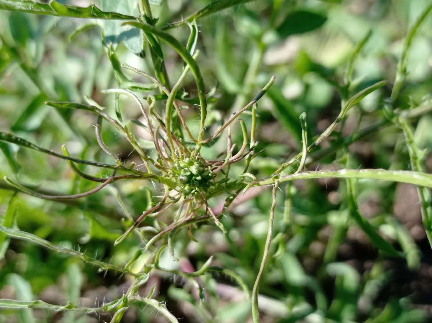 Image of Sisymbrium altissimum specimen.