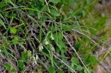 Polygonatum sibiricum. Верхушка расцветающего растения. Китай, пров. Ганьсу, хр. Циляньшань, дол. Матисы, ≈ 2600 м н.у.м., опушка смешанного леса. 05.06.2025.