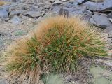 Astragalus olgae. Цветущее растение в сообществе с Acantholimon diapensioides. Таджикистан, Горно-Бадахшанская автономная обл., Рушанский р-н, хр. Музкол, Сарезское оз., пик Обзорный, ≈ 4426 м н.у.м., каменистый склон. 24 июня 2026 г.