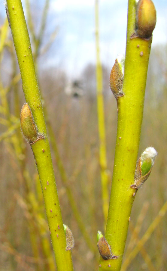 Image of Salix triandra specimen.