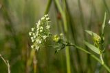 Sium sisaroideum