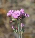 Image of taxon representative. Author is Татьяна Сова