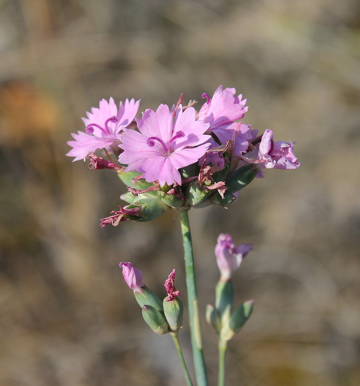 Image of Dianthus platyodon specimen.
