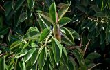 Ficus elastica. Побег. Португалия, округ Лейрия, пос. Обидуш, в культуре. 07.08.2025.